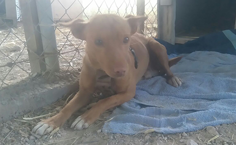 NODO EN ADOPCIÓN