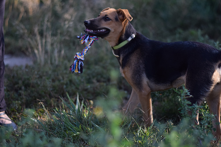 KEILA EN ADOPCIÓN