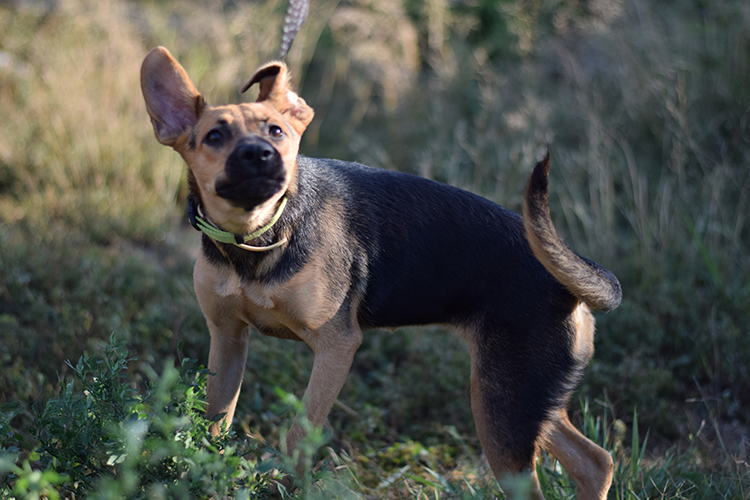 KEILA EN ADOPCIÓN