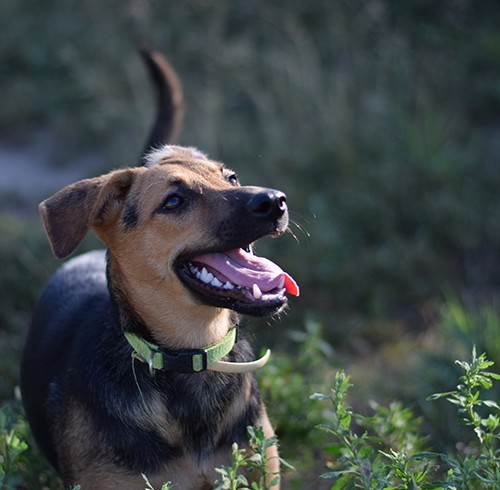 KEILA EN ADOPCIÓN