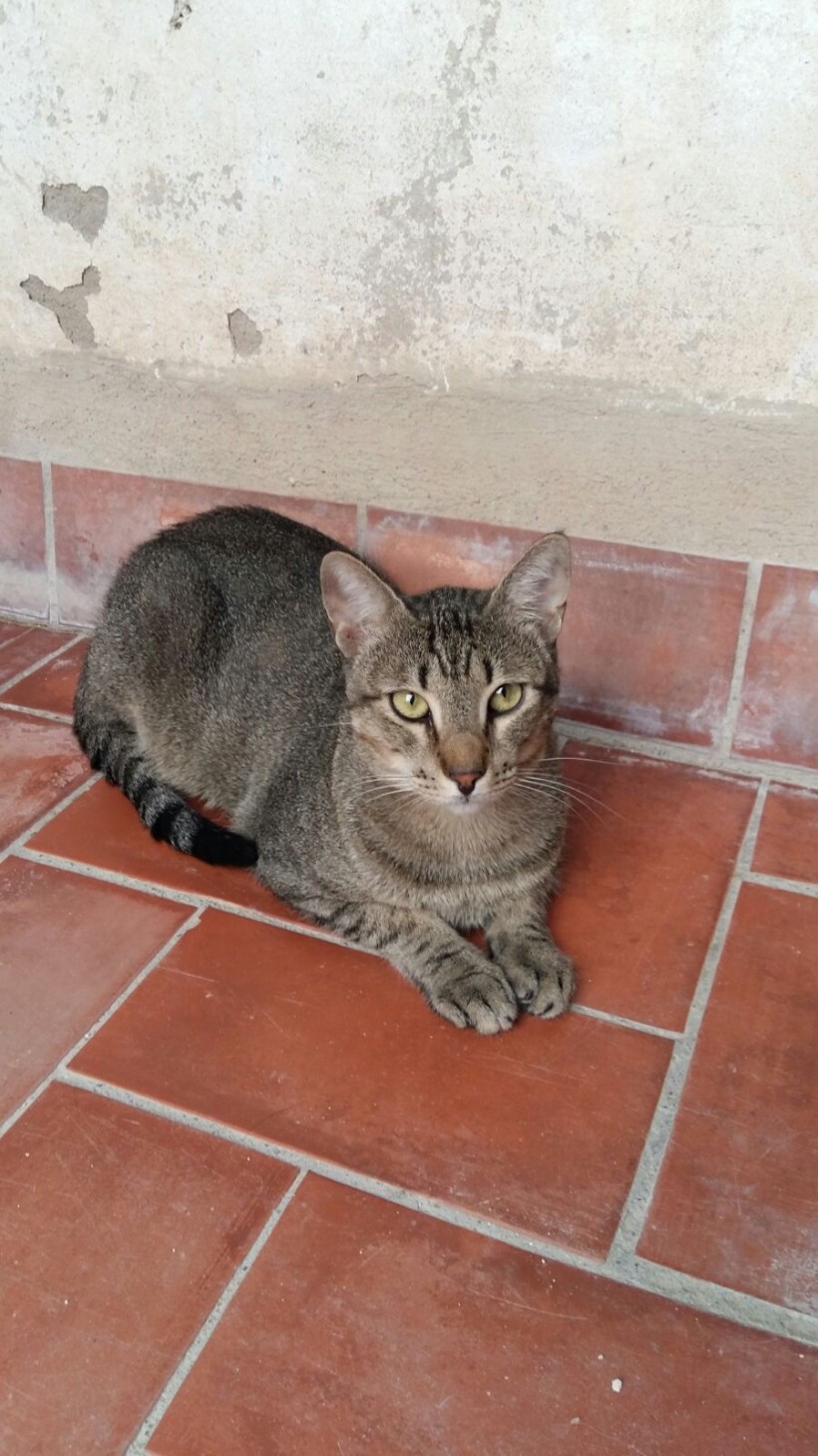 MANU EN ADOPCION