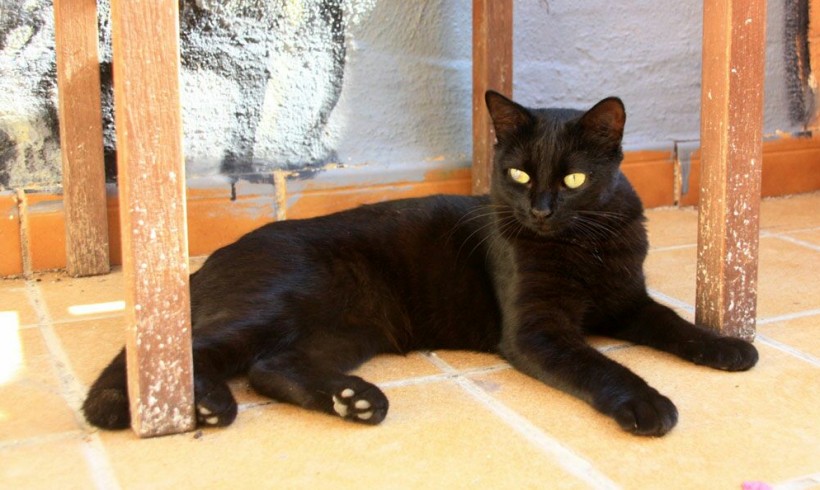 NEGRITA EN ADOPCION