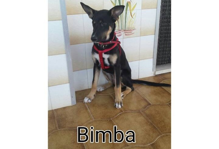 BIMBA