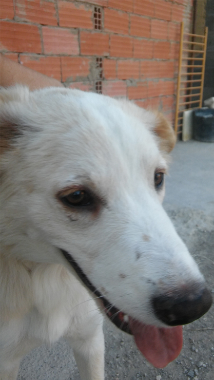 LOLO EN ADOPCION