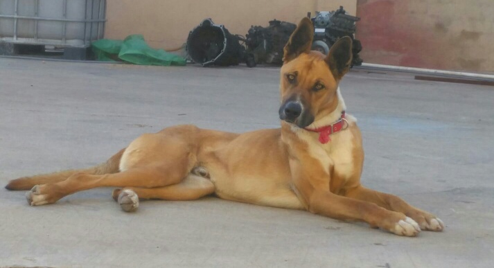 THOR PERRO EN ADOPCION