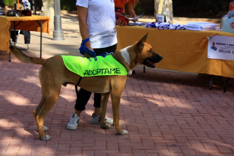 THOR PERRO EN ADOPCION