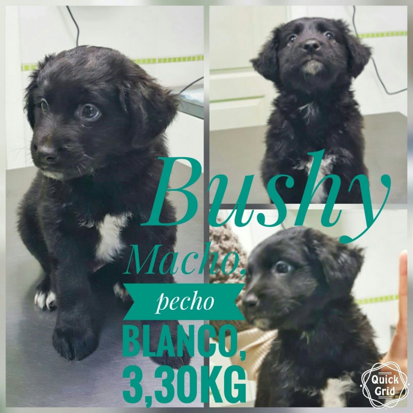 BUSHY EN ADOPCION