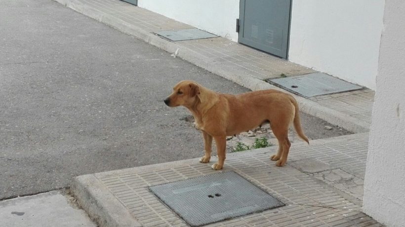 URGENTE ADOPCIÓN O ACOGIDA