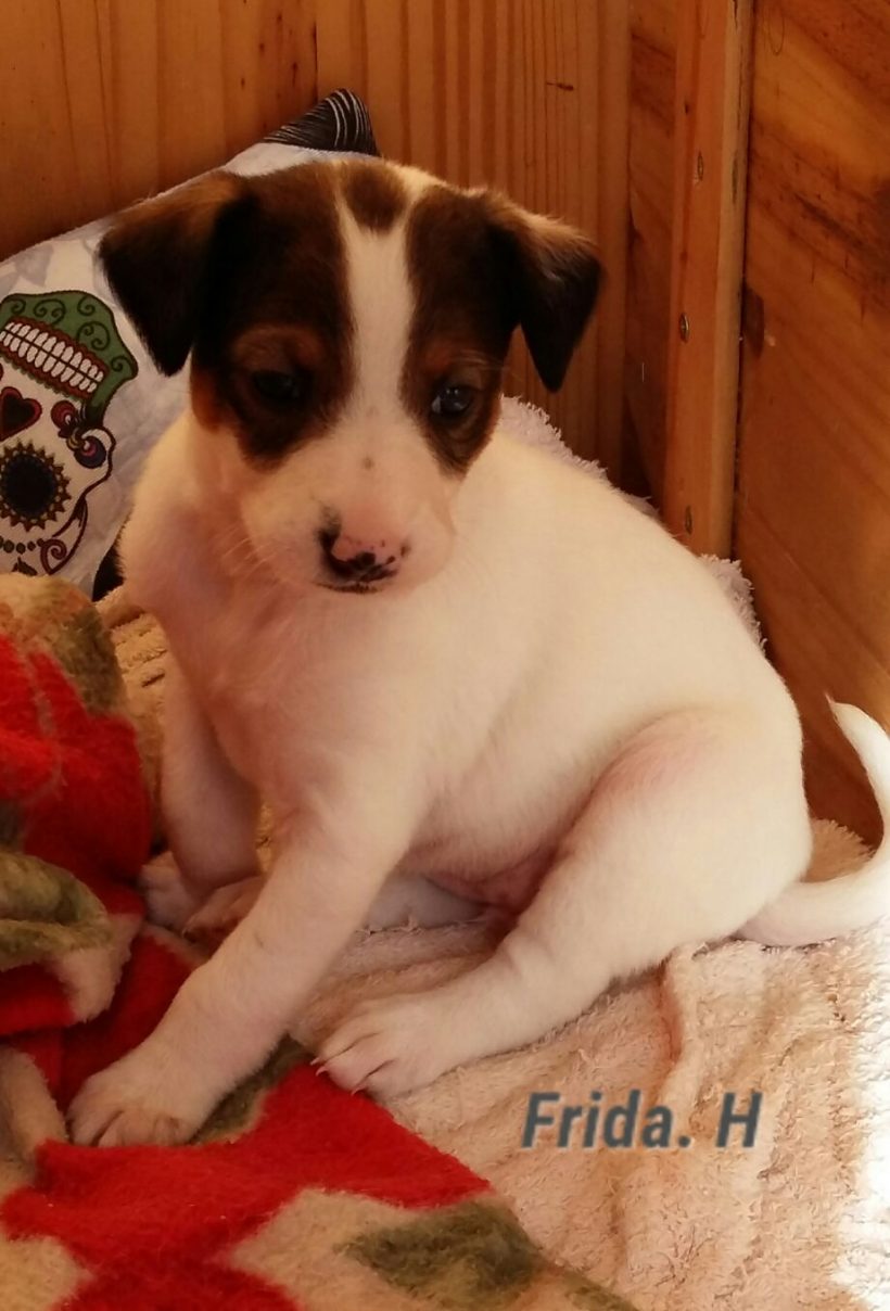 FRIDA H. CACHORRO EN ADOPCION