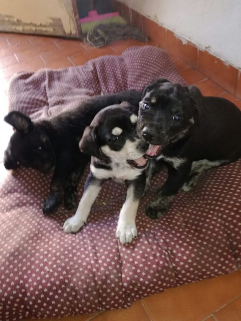 CACHORROS CRUCE HUSKY EN ADOPCIÓN