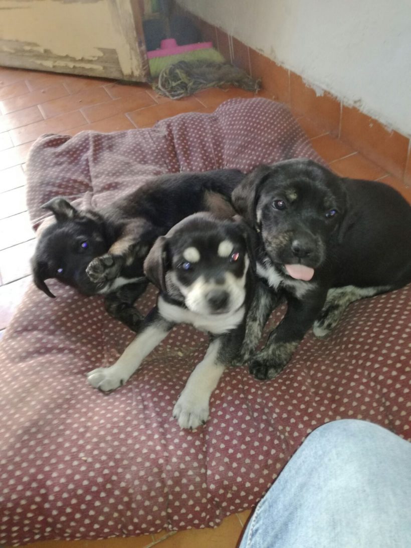 CACHORROS CRUCE HUSKY EN ADOPCIÓN