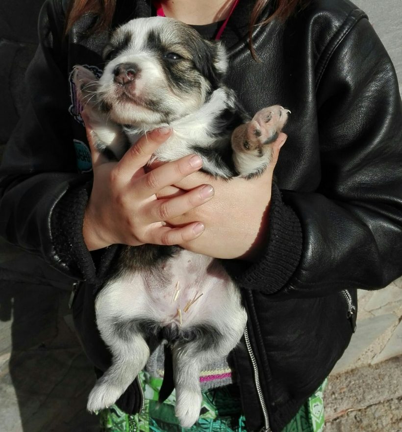 CACHORRITA EN ADOPCIÓN