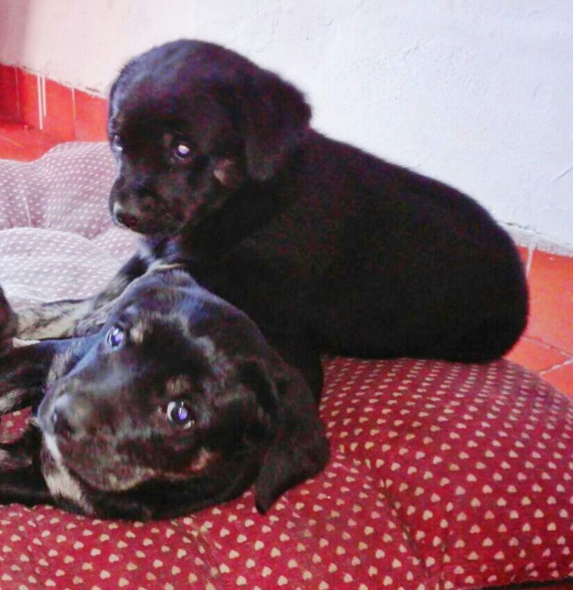 CACHORROS EN ADOPCIÓN