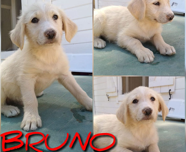 BRUNO