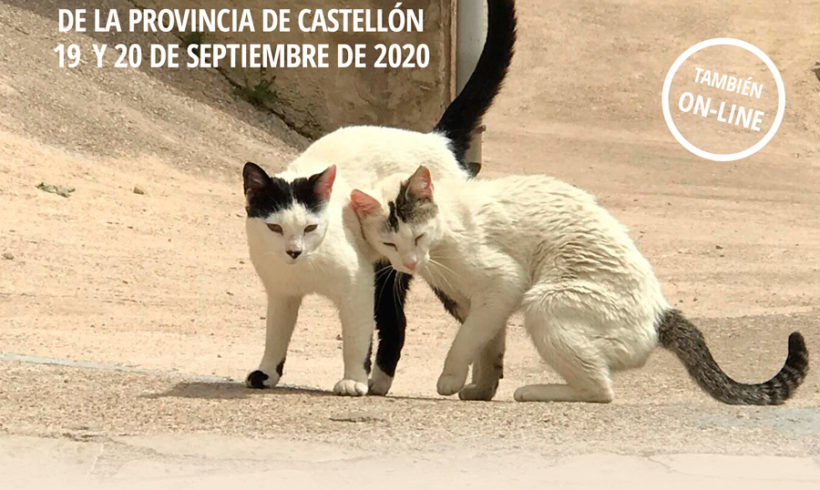 II Jornada Felina de Castellón