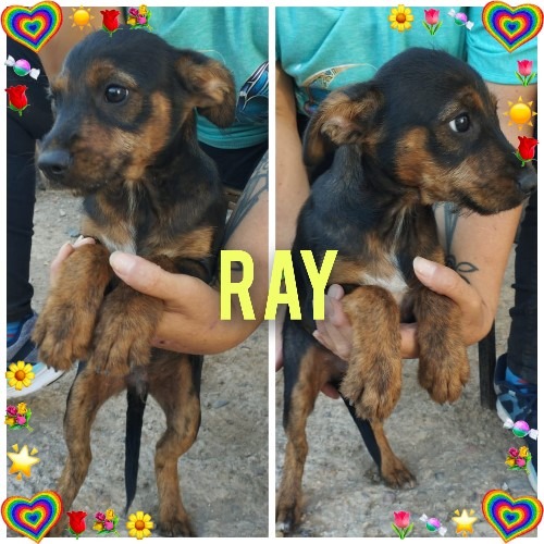 RAY