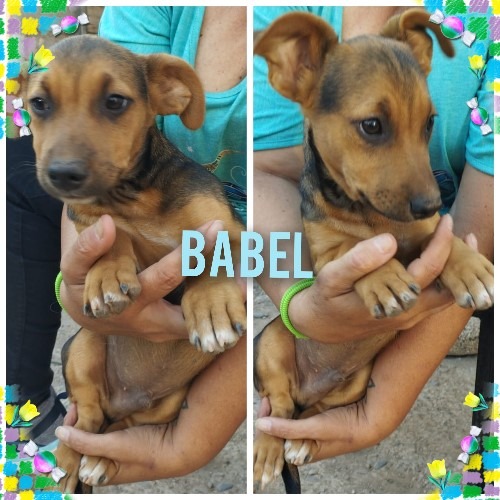 Babel-perro-en-adopcion-03 - Huellas Callejeras